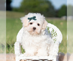Small #3 Maltese
