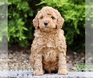 Goldendoodle (Miniature) Puppy for sale in KINZERS, PA, USA