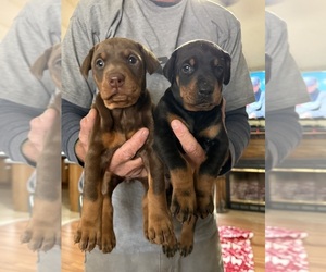 Doberman Pinscher Litter for sale in HONEA PATH, SC, USA