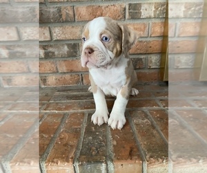 Olde English Bulldogge Puppy for sale in BEECH GROVE, IN, USA