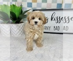Small #1 Cavapoo (Miniature)