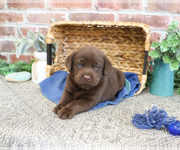 Medium Photo #11 Labrador Retriever Puppy For Sale in SYRACUSE, IN, USA