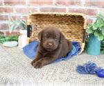 Small #10 Labrador Retriever