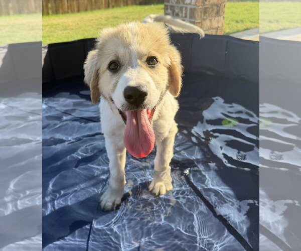 Medium Photo #3 Great Pyrenees-Unknown Mix Puppy For Sale in Dallas, TX, USA