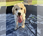 Small #2 Great Pyrenees Mix