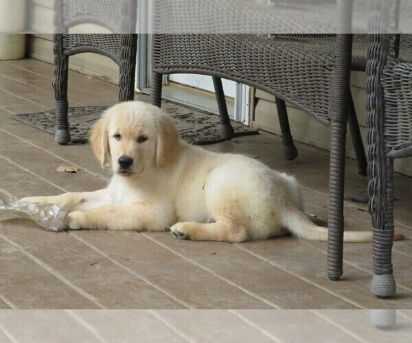 Medium Photo #2 Golden Retriever Puppy For Sale in MECHANICSVILLE, MD, USA