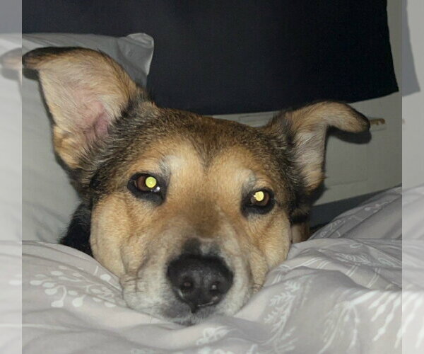 Medium Photo #4 Mutt Puppy For Sale in Newfoundland, PA, USA