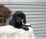 Puppy Forest Cocker Spaniel-Miniature Bernedoodle Mix