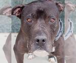 Small #2 American Pit Bull Terrier