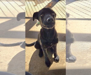 Mary Ann: Adoption pending - Female Mutt Dog for Adoption - Photo #3