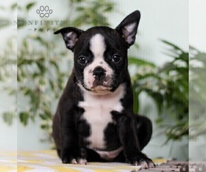 Boston Terrier Puppy for Sale in EAST EARL, Pennsylvania USA