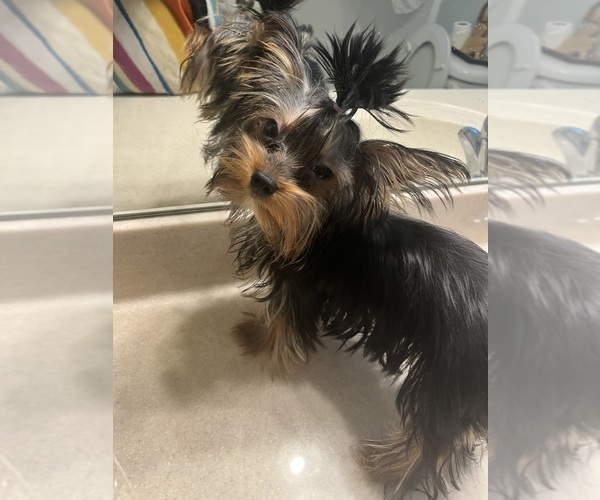 Medium Photo #2 Yorkshire Terrier Puppy For Sale in E FAYETTEVLLE, NC, USA