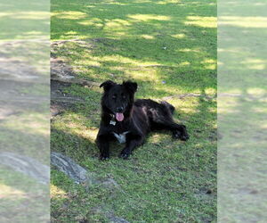 Border Collie Dogs for adoption in Modesto, CA, USA