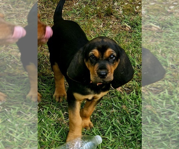 Medium Photo #2 Bloodhound Puppy For Sale in TOCCOA, GA, USA