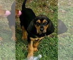 Small #1 Bloodhound