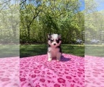 Puppy Zara Pomsky