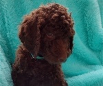 Puppy 4 Poodle (Standard)