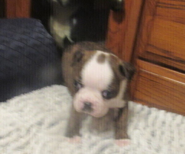 Medium Photo #1 Boston Terrier Puppy For Sale in BLACK HORSE, OH, USA