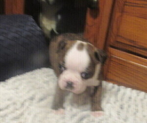 Boston Terrier Puppy for sale in BLACK HORSE, OH, USA