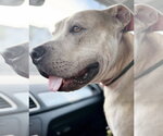 Small #1 American Staffordshire Terrier Mix