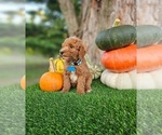 Small #3 Poodle (Standard)