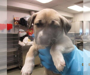 Mutt Dogs for adoption in Oklahoma City, OK, USA