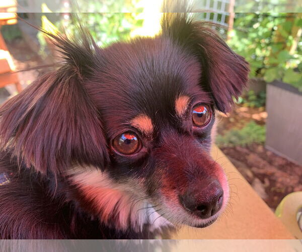 Medium Photo #1 Chihuahua-Spaniel Mix Puppy For Sale in Bellevue, WA, USA