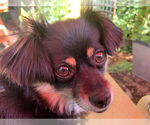 Small Chihuahua-Spaniel Mix