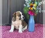 Puppy Kari Australian Shepherd-Cardigan Welsh Corgi Mix