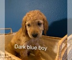 Small Photo #1 Goldendoodle Puppy For Sale in ALDER, WA, USA
