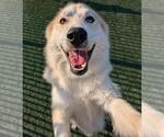 Small #5 Great Pyrenees-Huskies  Mix