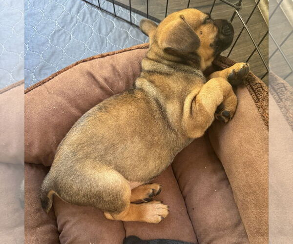 Medium Photo #3 Mutt Puppy For Sale in San Juan Capistrano, CA, USA