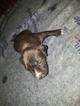 Small Photo #11 American Pit Bull Terrier Puppy For Sale in GRIFFIN, GA, USA