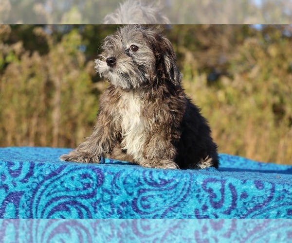 Medium Photo #10 ShihPoo Puppy For Sale in DYERSBURG, TN, USA