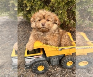 Shiranian Puppy for sale in MIDDLEBURY, IN, USA