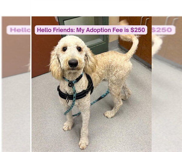 Medium Photo #3 Poodle (Standard) Puppy For Sale in Rancho Cucamonga, CA, USA