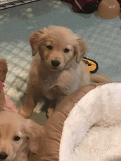 Golden Retriever Puppy for sale in ALGONAC, MI, USA