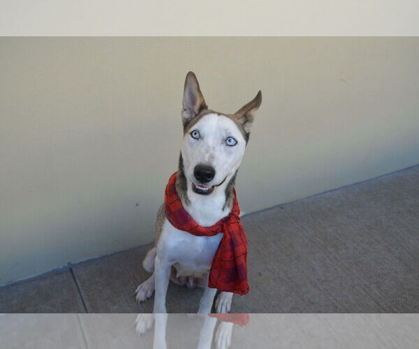 Medium Photo #2 Siberian Husky-Unknown Mix Puppy For Sale in McKinney, TX, USA