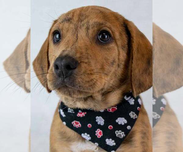 Medium Photo #1 Beabull Puppy For Sale in Kennesaw, GA, USA