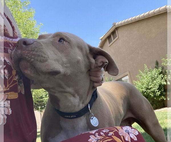 Medium Photo #3 Chinese Shar-Pei-Unknown Mix Puppy For Sale in Chandler, AZ, USA