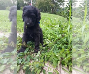 Goldendoodle Puppy for sale in STURGIS, MI, USA