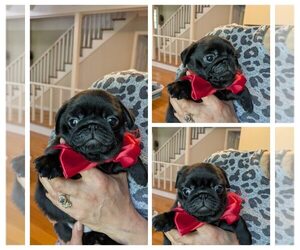 Medium Pug