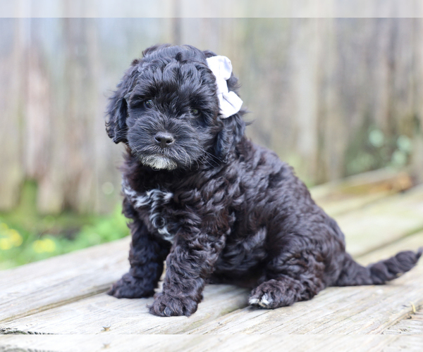 Medium Photo #4 Cocker Spaniel-Poodle (Miniature) Mix Puppy For Sale in LIBERTY, KY, USA