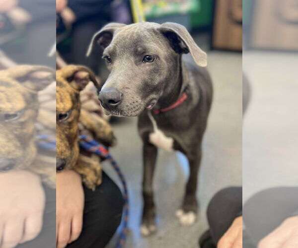 Medium Photo #8 American Pit Bull Terrier-Unknown Mix Puppy For Sale in Minneapolis, MN, USA