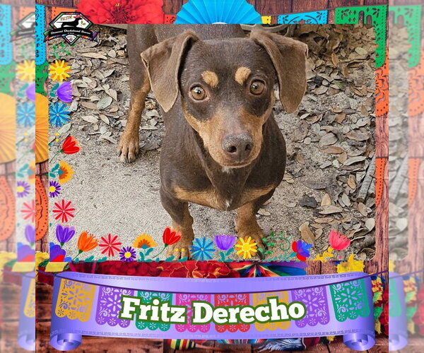 Medium Photo #6 Dachshund Puppy For Sale in San Antonio, TX, USA