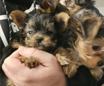Small #2 Yorkshire Terrier
