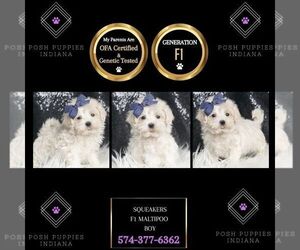 Maltipoo Puppy for sale in WARSAW, IN, USA