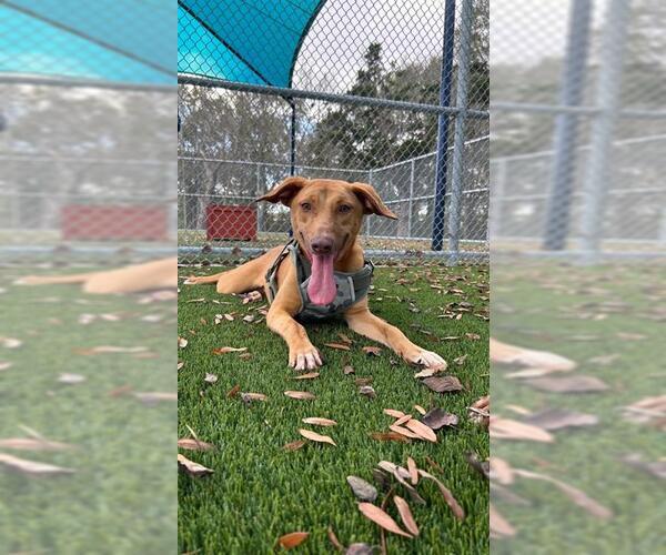 Medium Photo #1 Unknown-Vizsla Mix Puppy For Sale in Baytown, TX, USA