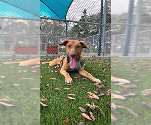 Unknown-Vizsla Mix Dogs for adoption in Baytown, TX, USA