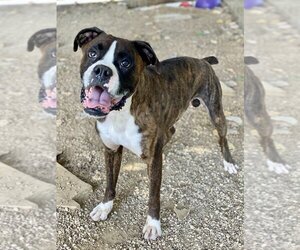 Boxer Dogs for adoption in Austin, TX, USA